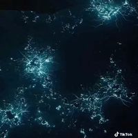 svrssnp1