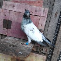 a.p.pigeon.lopt