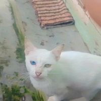 suara asli - Rieelll