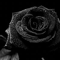 _a.rose1