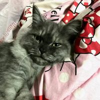 เสียงต้นฉบับ - มาเพื่อจาก อย่าฟากใจ     ไอตี๋