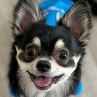 chihuahuanogomajiro
