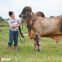 juffchollada