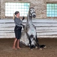 maru_horses