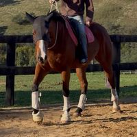 thecrazy.geldings