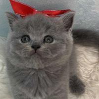 mysweetcats44