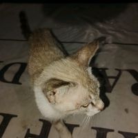 suara asli - Maulana Rizki