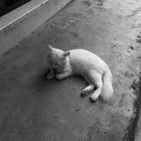 nongckubpom_