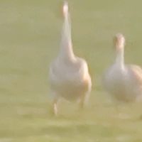 original sound - Hein Nyi Nyi Aung