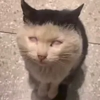 original sound - lu_11_30