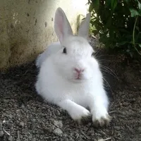 original sound - tcralexander7