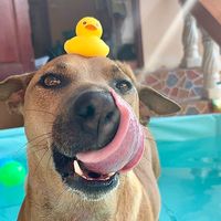 เสียงต้นฉบับ - โบว์ วิจิตรา แม่อ้ายเมี่ยง🐕