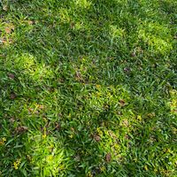 เสียงต้นฉบับ - จันจิรา 'า