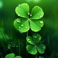 nhạc nền - Cỏ bốn lá ( 🍀may mắn🍀 )