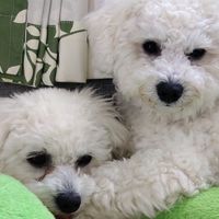 momoko.taro