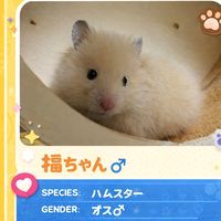 オリジナル楽曲 - キンクマひまちゃん