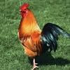 pamah.masoe