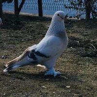 yusufyagmur84
