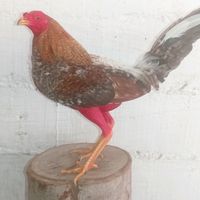 el_chamito_delosgallos