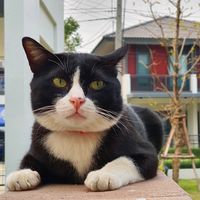 kookkikpandacat