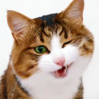 suara asli - Zall