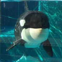 original sound - akriaqq_