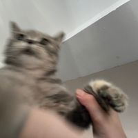 nhạc nền - xấu kiểu đẹp