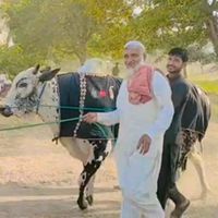 saqiiii0786