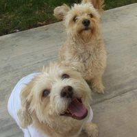 ramy_coquis_y_churrumais