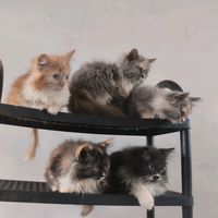 mlplayerjihoooorblxplays