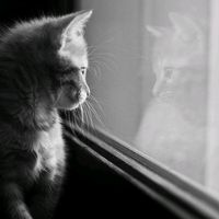 suara asli - nau??