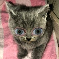 zdorovia_mame
