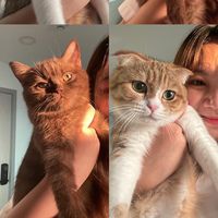 cookiecute.cat