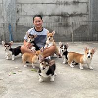corgibangkok