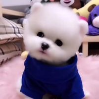 pet00131