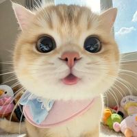 âm thanh gốc - Mèo rì viu