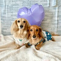 オリジナル楽曲 - ローちゃん❤ミッちゃん