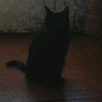 original sound - Daf.