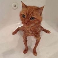 fkngorgeouslol