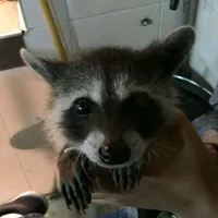 original sound - yotunii