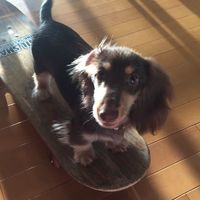 original sound - wren