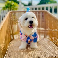 heal.the.maltese