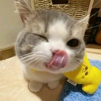 suara asli - Kyy Wibu Amat ft IB