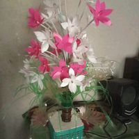 md.jane.alam640