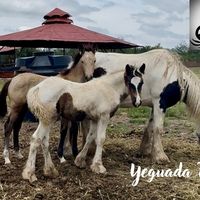 obed.serna.salinas