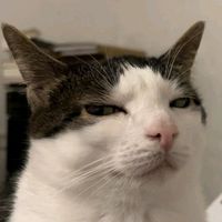 suara asli - V_Paww