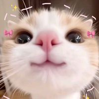 sillyappiesw