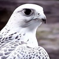 bu_sultan62