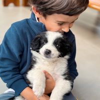bordercolliesiimba