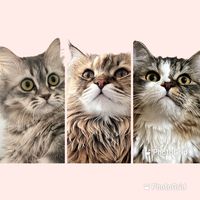 leololalucy